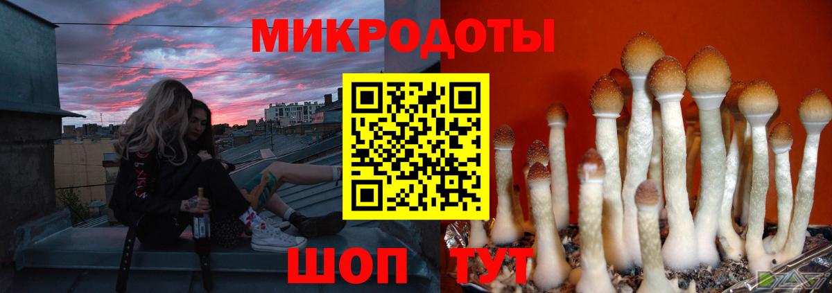 Галлюциногенные грибы Psilocybe Конаково
